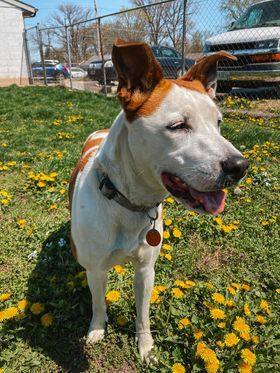 Roxy--I'M A PUPPIES FOR PAROLE DOG!!! 5
