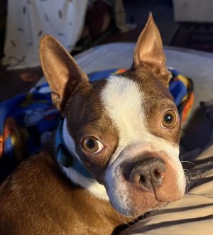 RUBY female Boston Terrier 