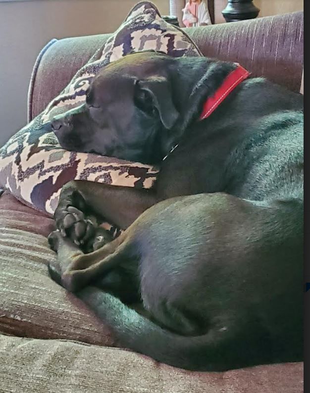 Tito, an adopted Boxer & Black Labrador Retriever Mix in Sheboygan, WI_image-2