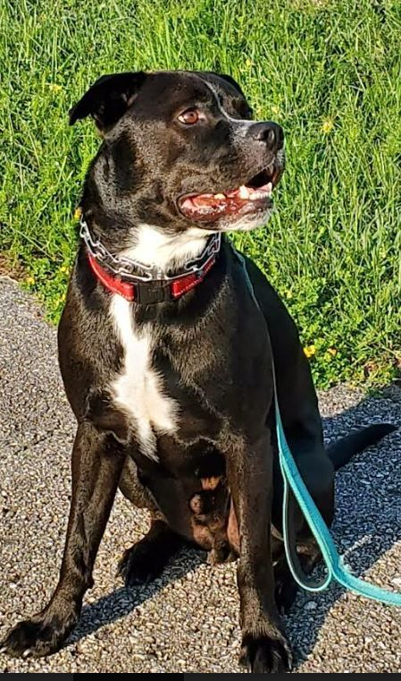 Tito, an adopted Boxer & Black Labrador Retriever Mix in Sheboygan, WI_image-5
