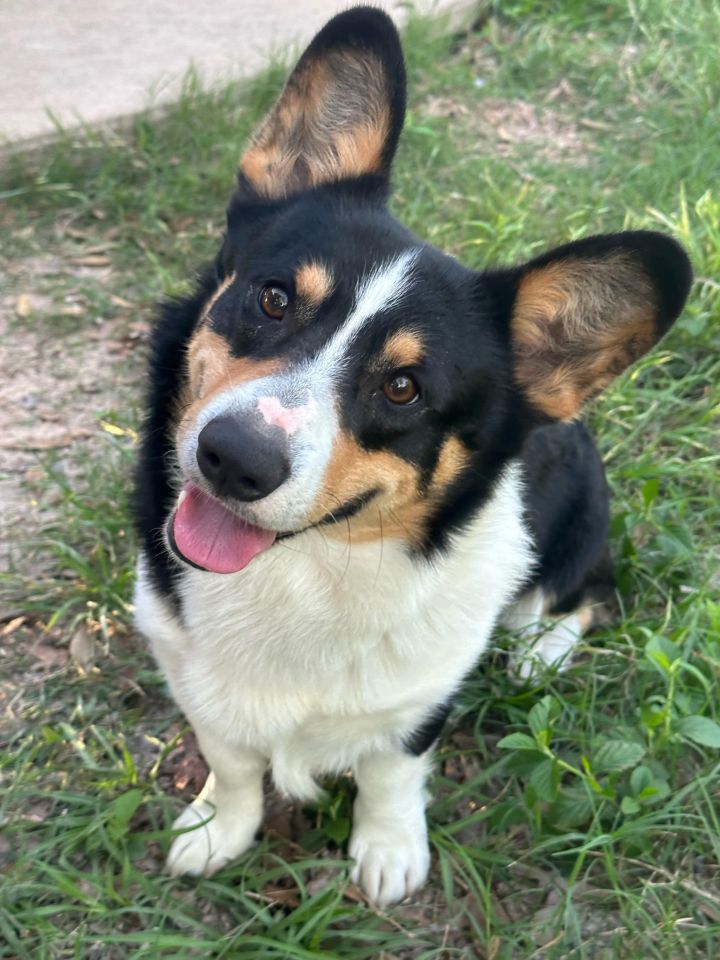 Dog for adoption - Ollie, a Corgi in Amarillo, TX | Petfinder