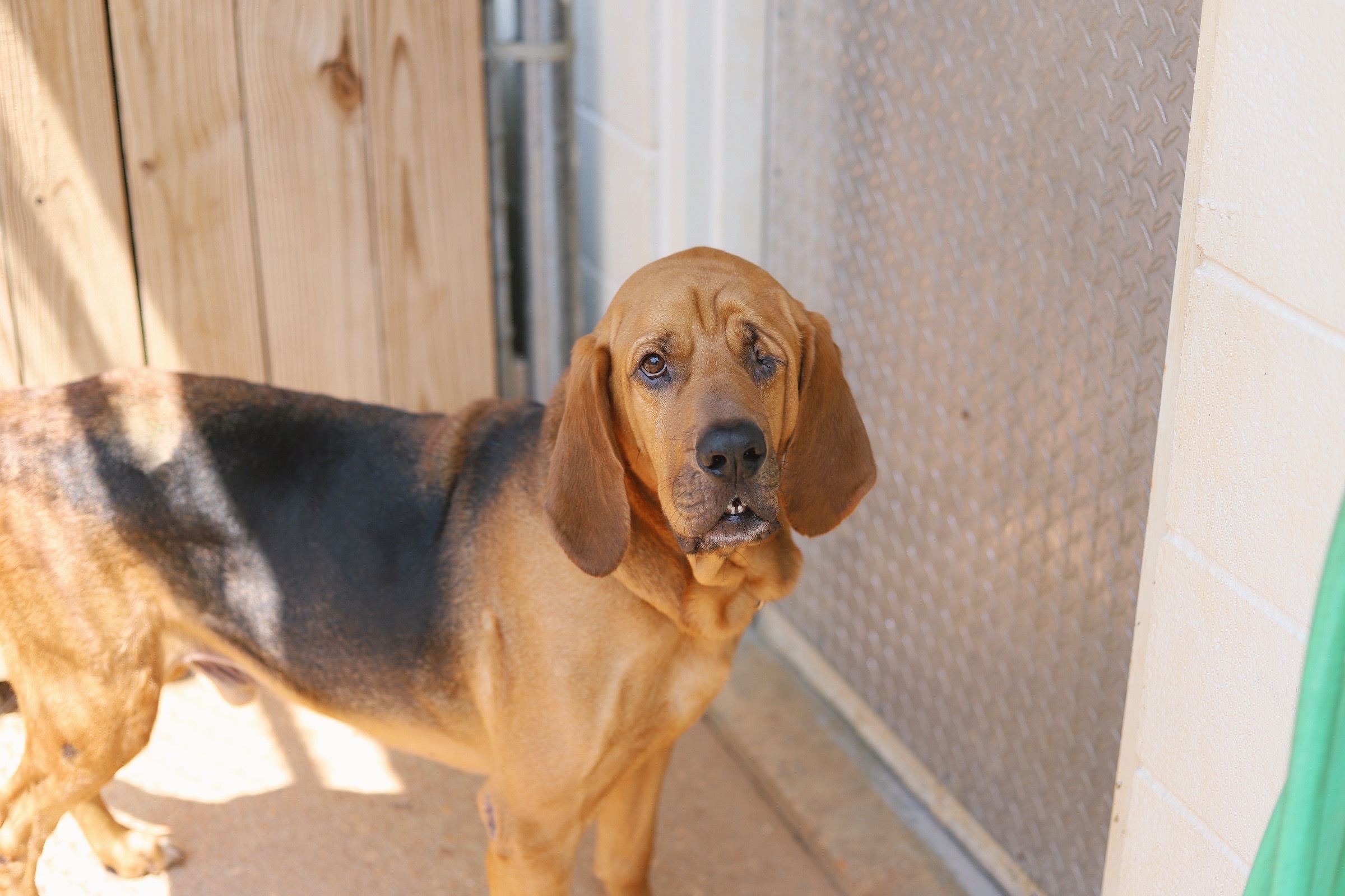 Rusty, an adoptable Bloodhound in Fairhope, AL, 36532 | Photo Image 1