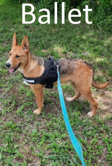 Ballet, an adoptable Australian Cattle Dog / Blue Heeler, German Shepherd Dog in Mountain View, AR, 72560 | Photo Image 1