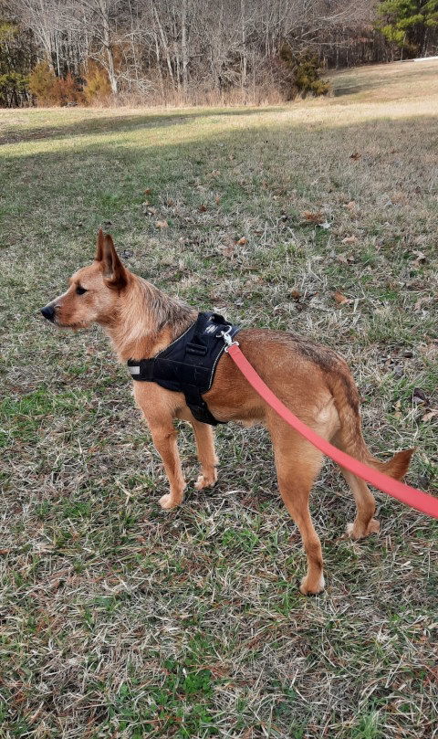 Ballet, an adoptable Australian Cattle Dog / Blue Heeler, German Shepherd Dog in Mountain View, AR, 72560 | Photo Image 2