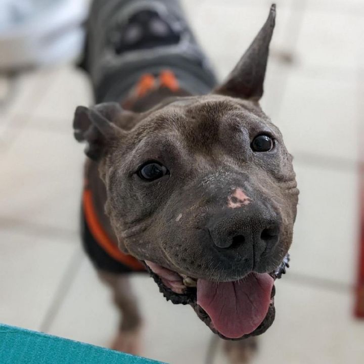 Dog for adoption - Zesty (A159407), an American Staffordshire Terrier in  Detroit, MI