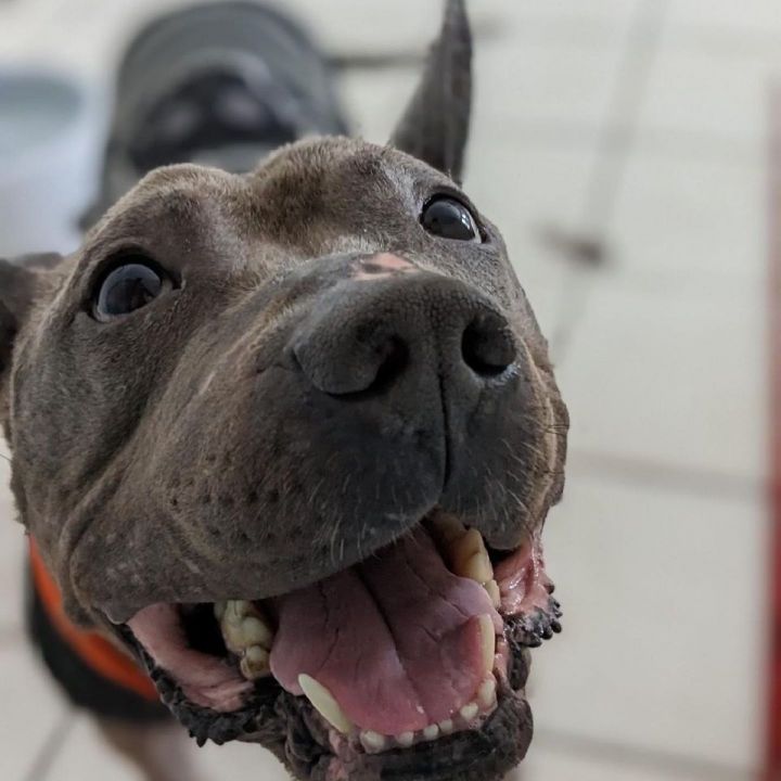 Dog for adoption - Zesty (A159407), an American Staffordshire Terrier in  Detroit, MI