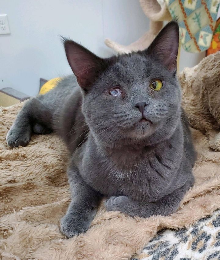 Russian blue for store adoption near me