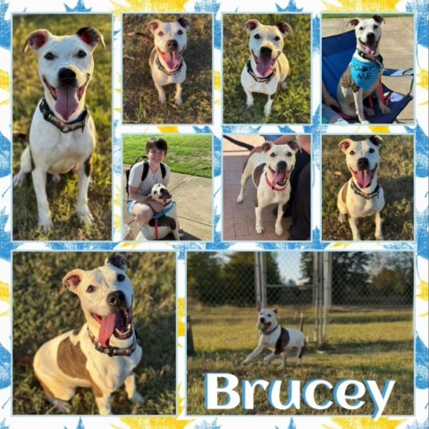 Brucey CFS 230012505, an adoptable Pit Bull Terrier in Fort Smith, AR, 72916 | Photo Image 1