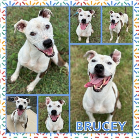 Brucey CFS 230012505, an adoptable Pit Bull Terrier in Fort Smith, AR, 72916 | Photo Image 2