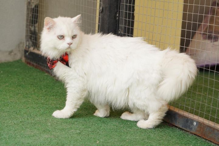 Ranger SA White Blue Eyed Purrsian Siamese 1