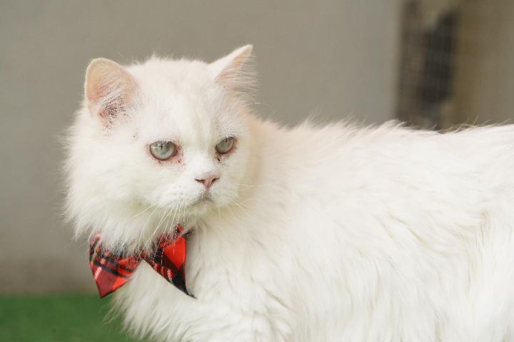 Ranger SA White Blue Eyed Purrsian Siamese, an adopted Persian & Siamese Mix in New York, NY_image-2