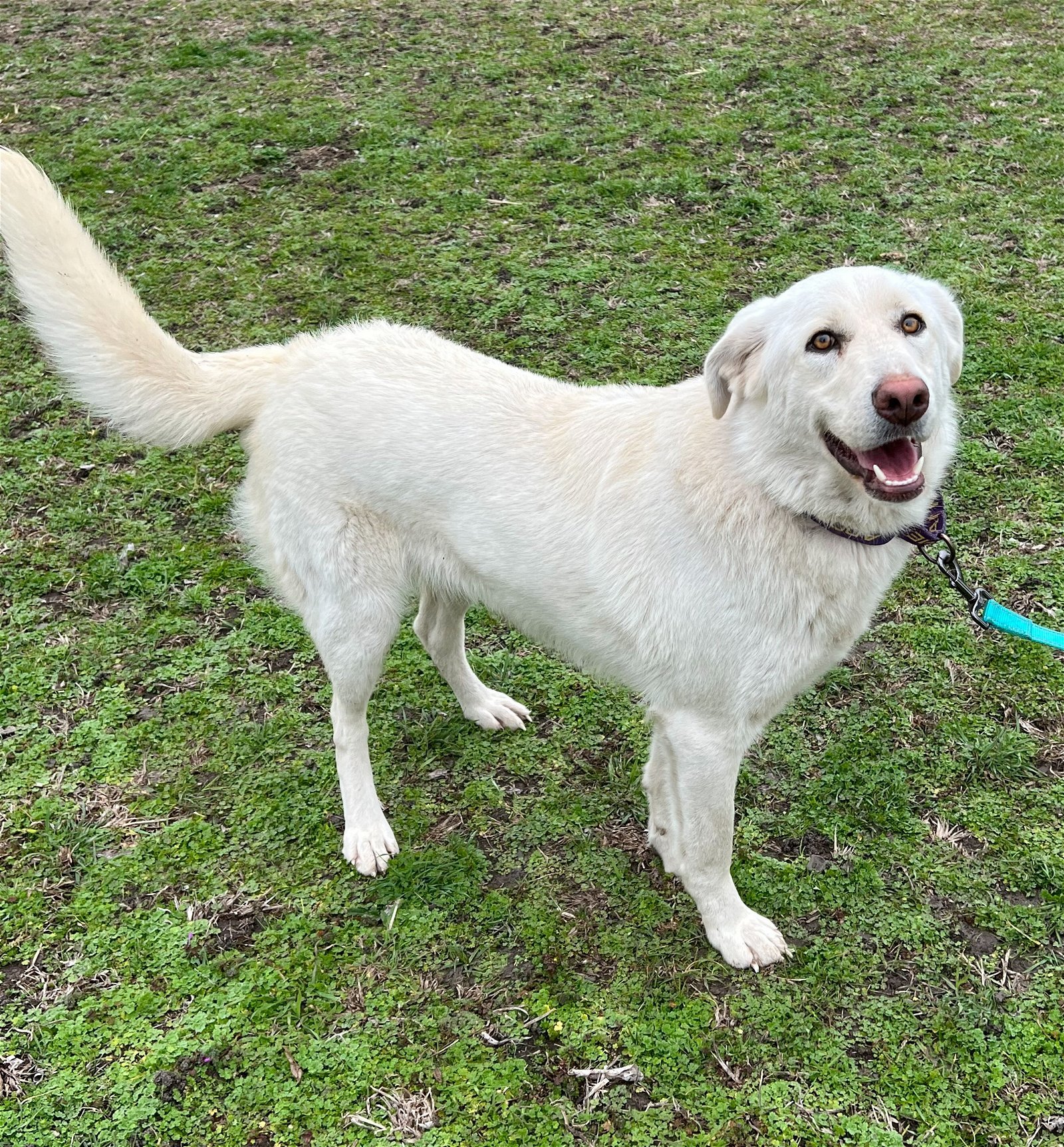 Jill, an adoptable Akbash in Whitewright, TX, 75491 | Photo Image 1