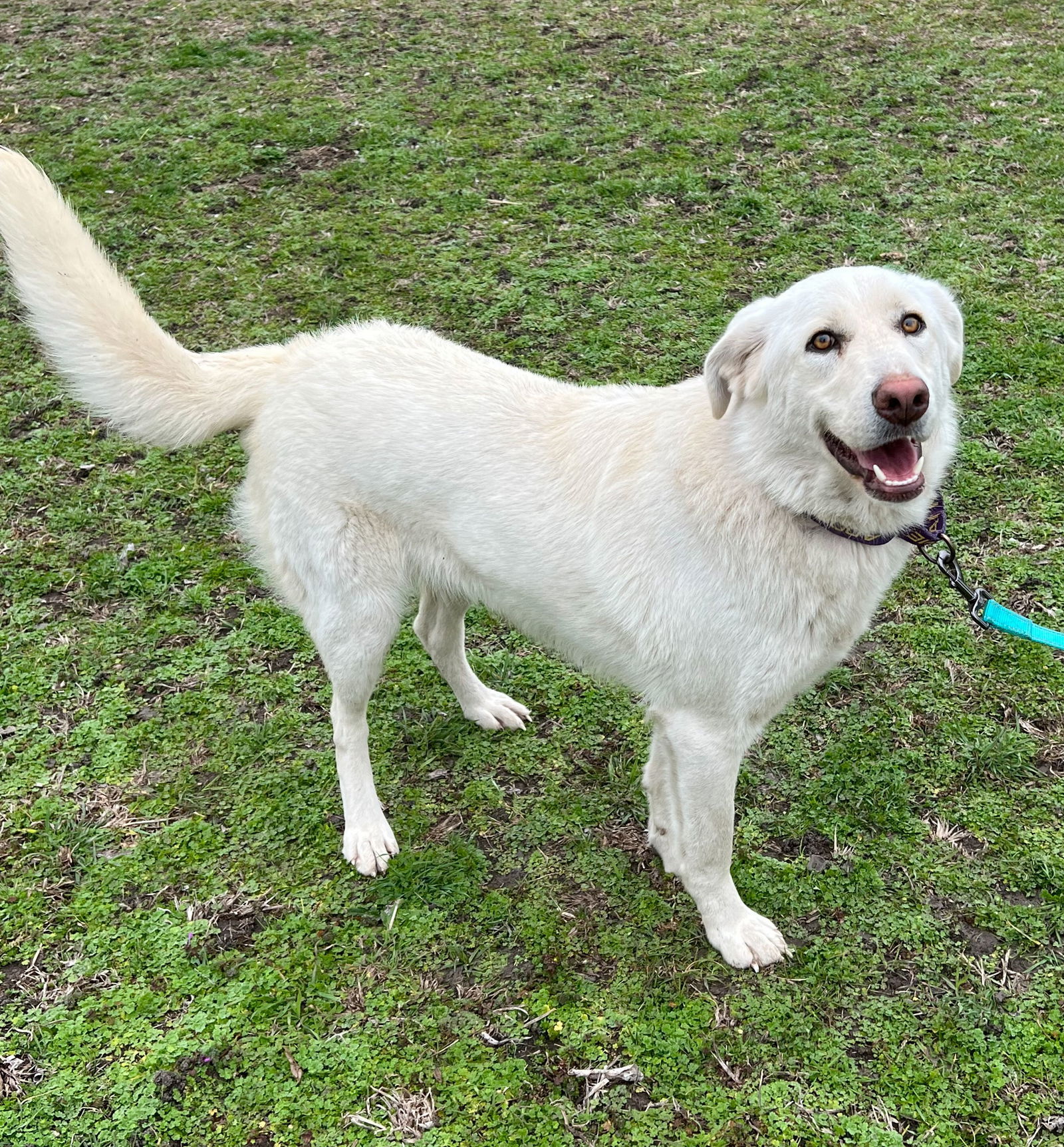 Jill E. Bear, an adoptable Akbash in Whitewright, TX, 75491 | Photo Image 1