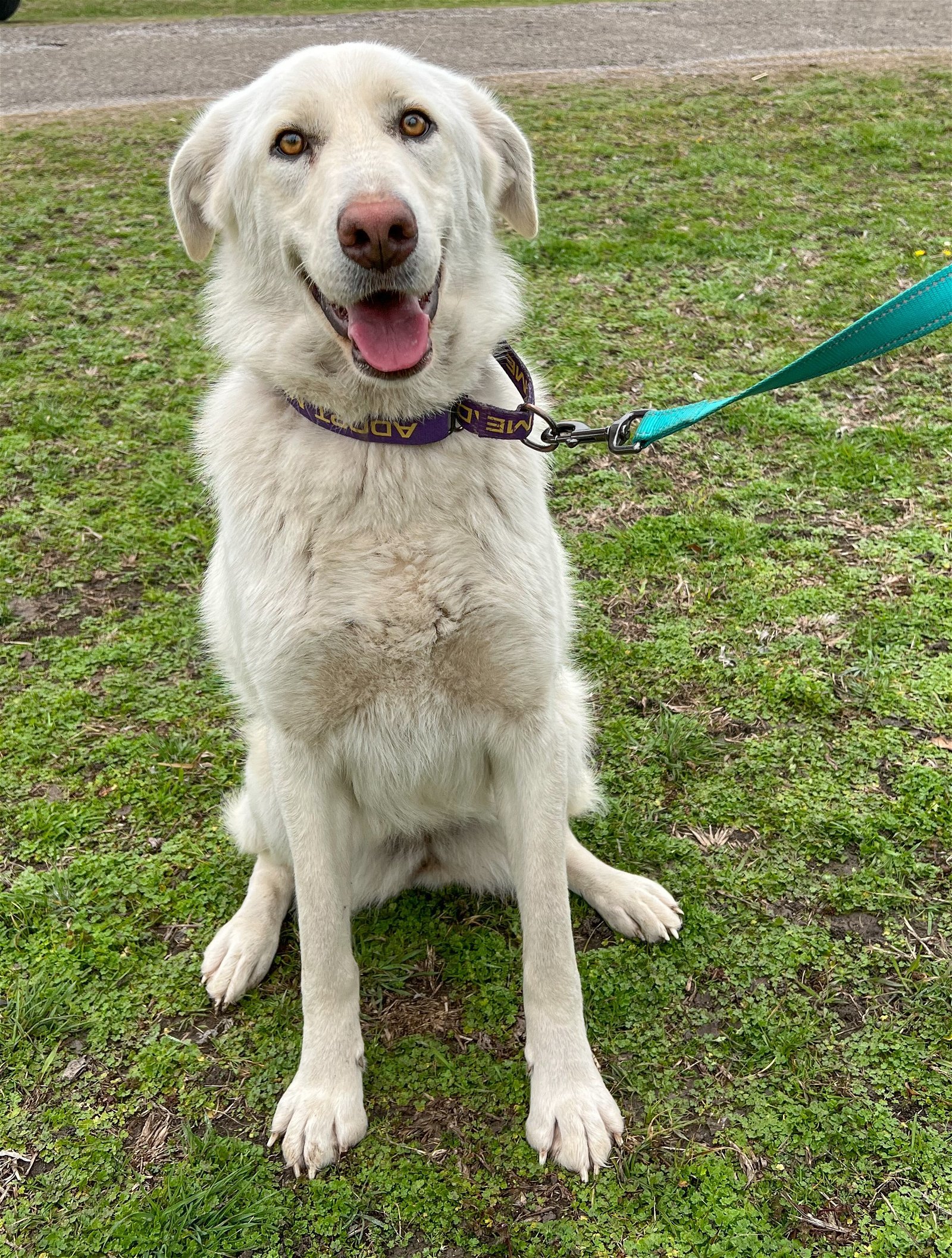 Jill, an adoptable Akbash in Whitewright, TX, 75491 | Photo Image 2