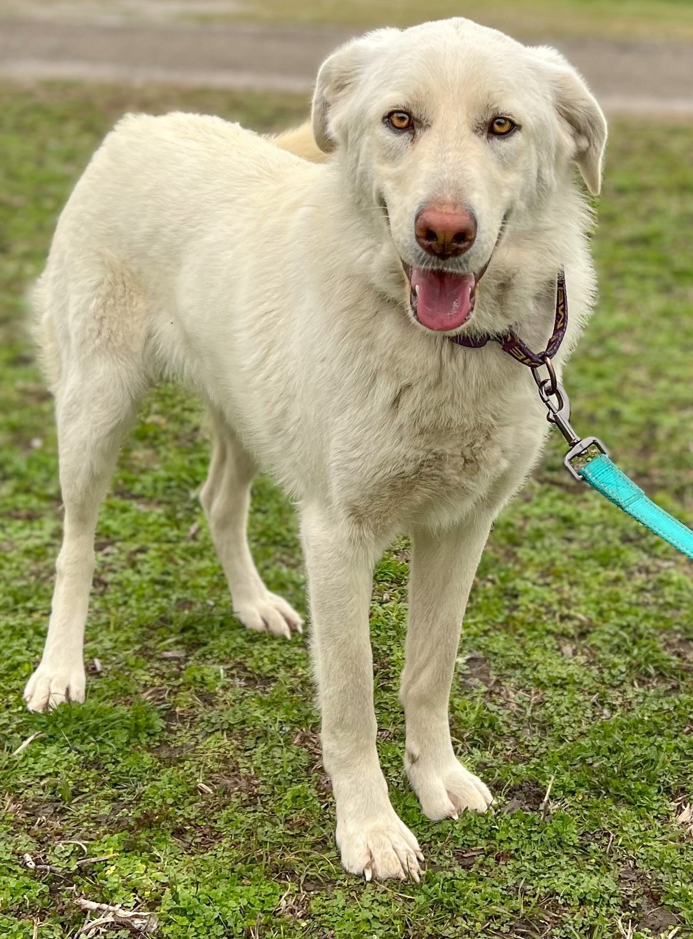 Jill, an adoptable Akbash in Whitewright, TX, 75491 | Photo Image 3