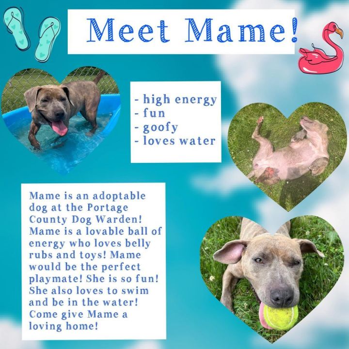 Mame 171595  Fun Loving Girl-AVAILALBE FOR ADOPTION, an adoptable Pit Bull Terrier & Labrador Retriever Mix in Ravenna, OH_image-4