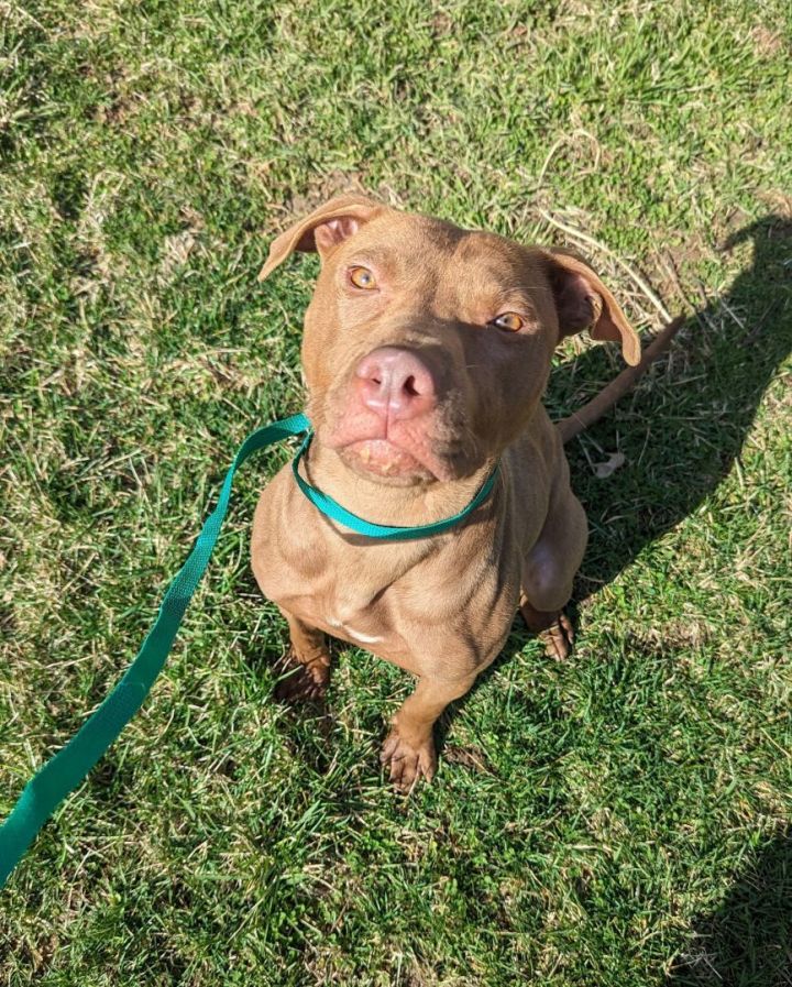 Dog for adoption - Quigley, a Pit Bull Terrier Mix in Indianapolis, IN ...