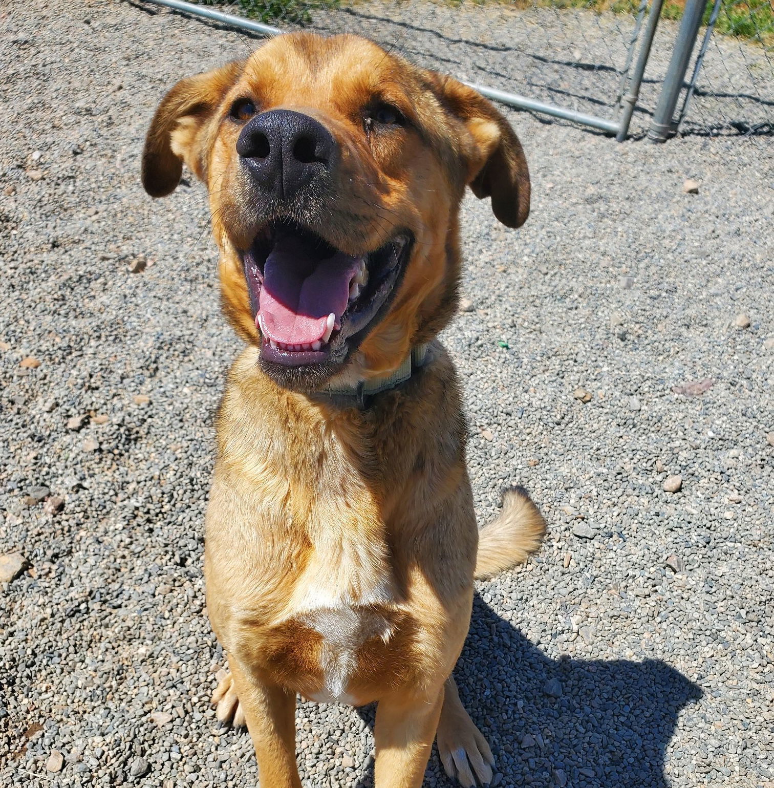 Sid, an adoptable Labrador Retriever, German Shepherd Dog in Yreka, CA, 96097 | Photo Image 1