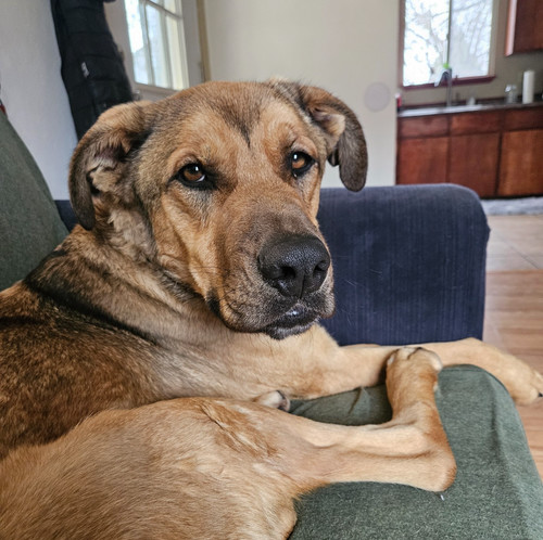 Sid, an adoptable Labrador Retriever, German Shepherd Dog in Yreka, CA, 96097 | Photo Image 1