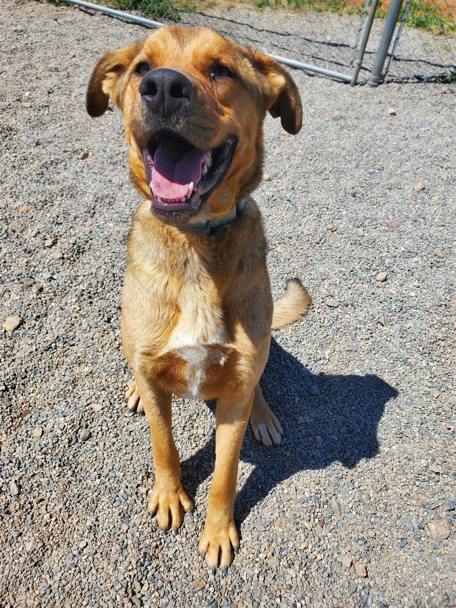 Sid, an adoptable Labrador Retriever, German Shepherd Dog in Yreka, CA, 96097 | Photo Image 2