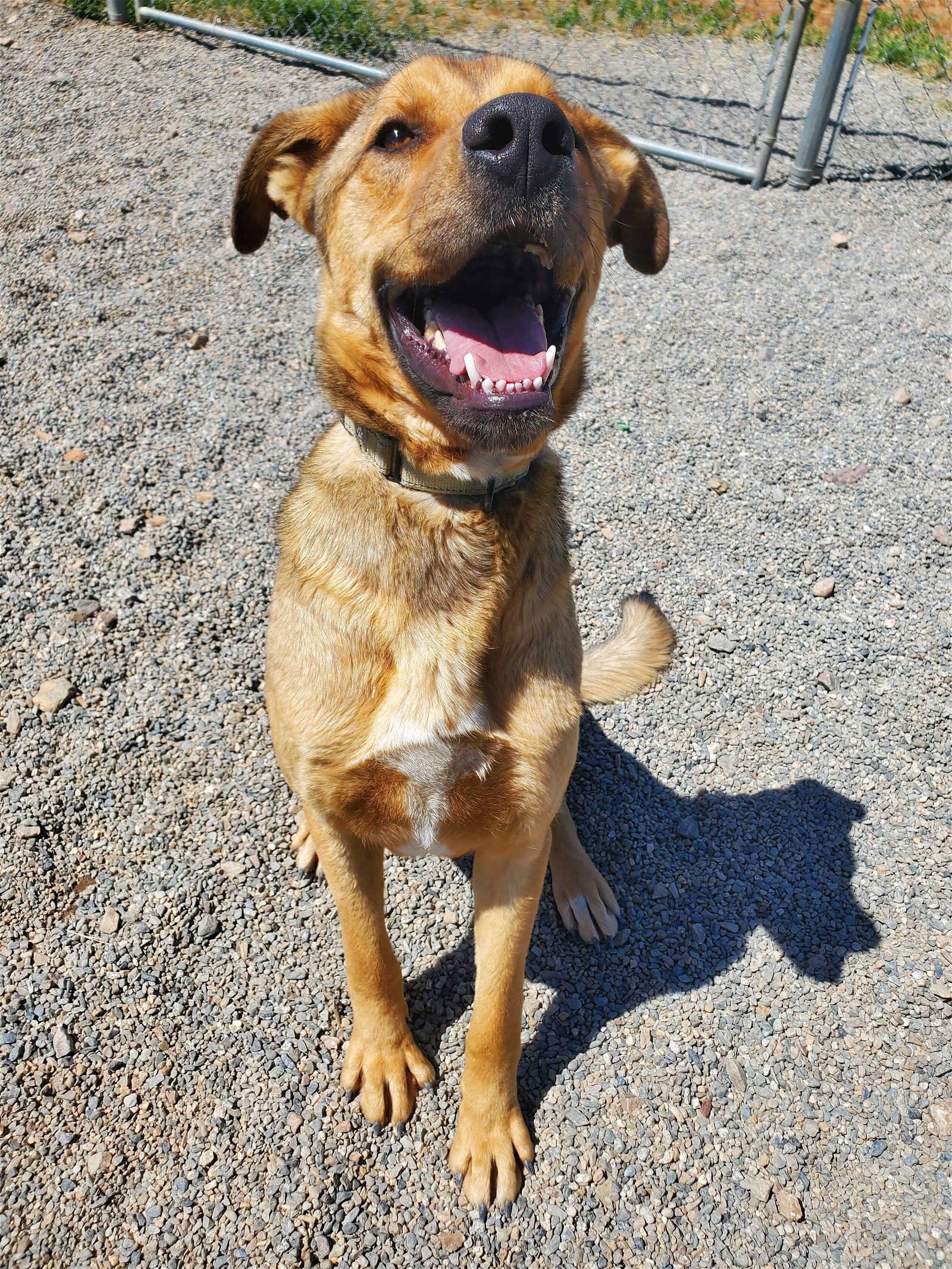 Sid, an adoptable Labrador Retriever, German Shepherd Dog in Yreka, CA, 96097 | Photo Image 3