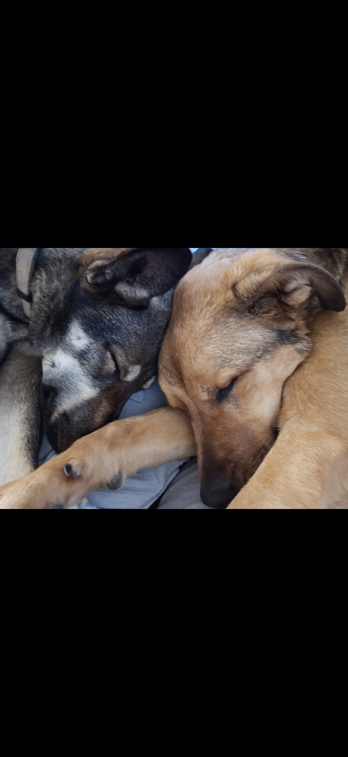 Sid, an adoptable Labrador Retriever, German Shepherd Dog in Yreka, CA, 96097 | Photo Image 3