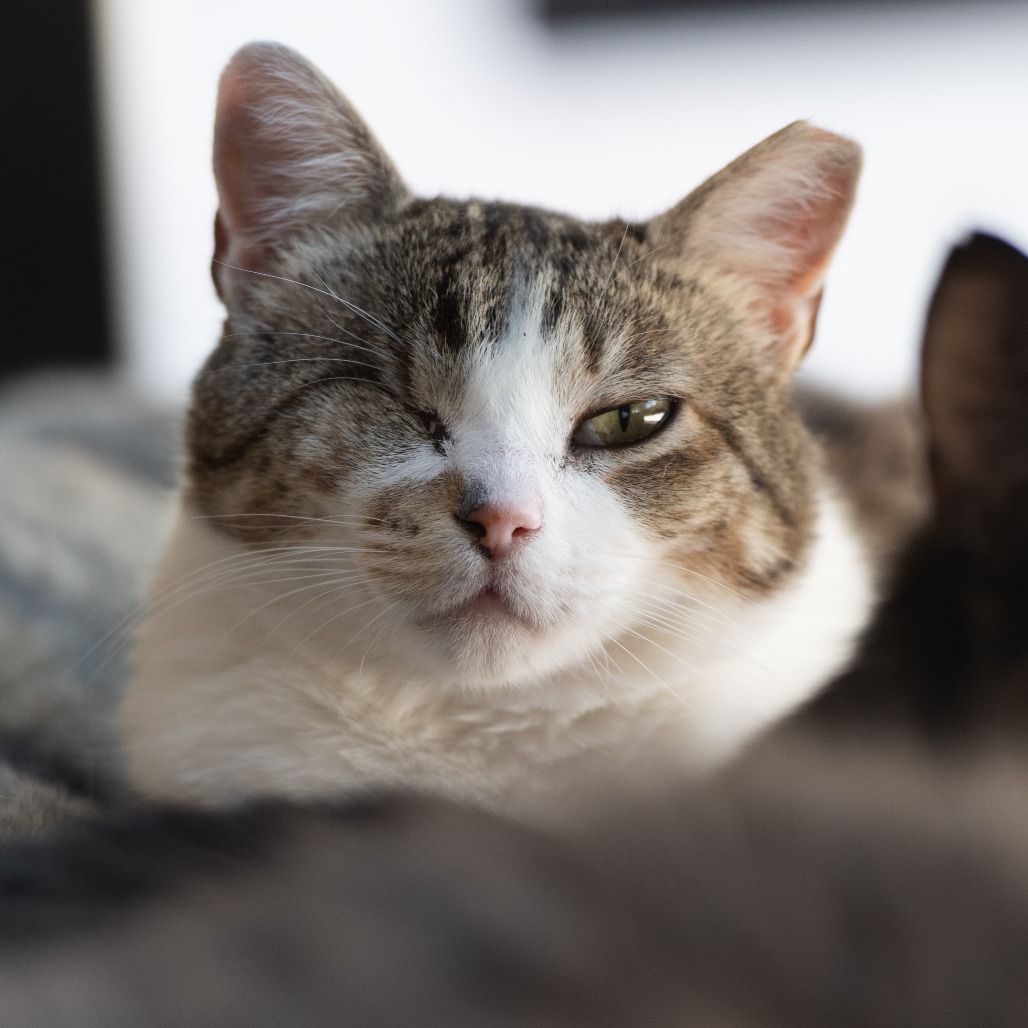 Kia, an adoptable Domestic Short Hair in Kanab, UT, 84741 | Photo Image 1