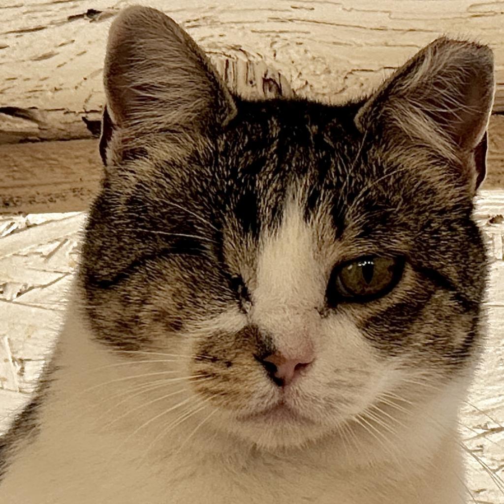 Kia, an adoptable Domestic Short Hair in Kanab, UT, 84741 | Photo Image 2