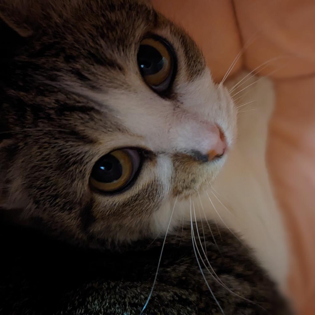 Kia, an adoptable Domestic Short Hair in Kanab, UT, 84741 | Photo Image 3