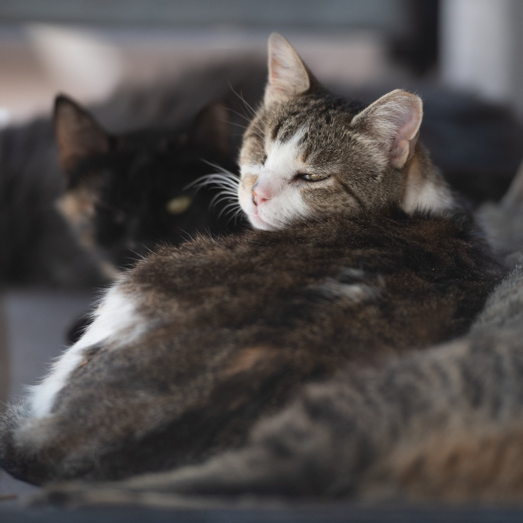 Kia, an adoptable Domestic Short Hair in Kanab, UT, 84741 | Photo Image 4