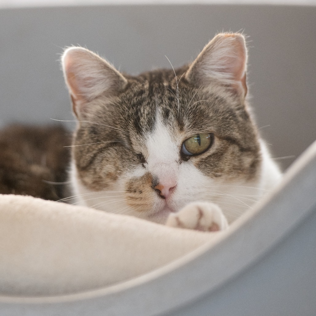 Kia, an adoptable Domestic Short Hair in Kanab, UT, 84741 | Photo Image 5