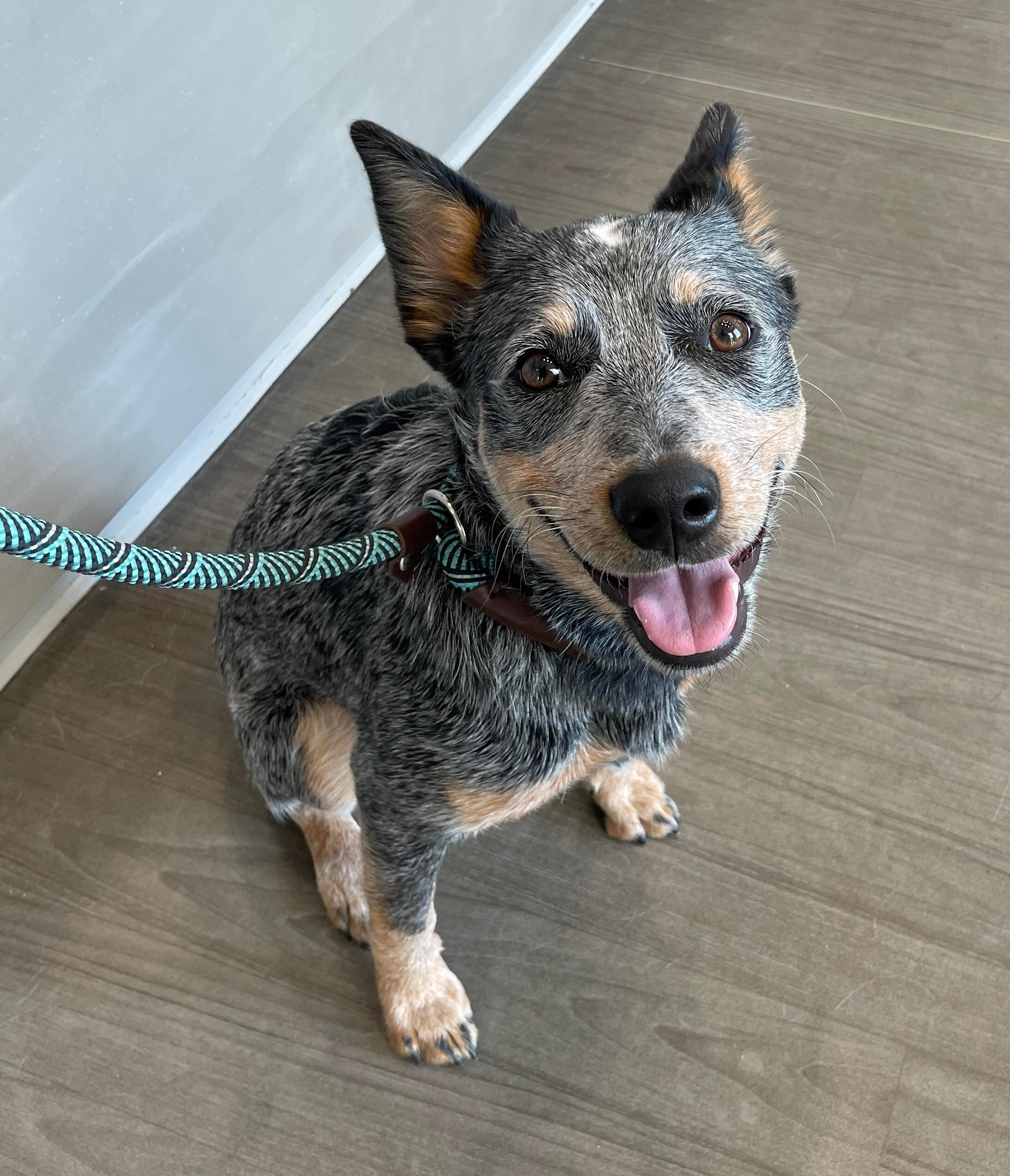 Dog for adoption - Kinko, an Australian Cattle Dog / Blue Heeler in ...