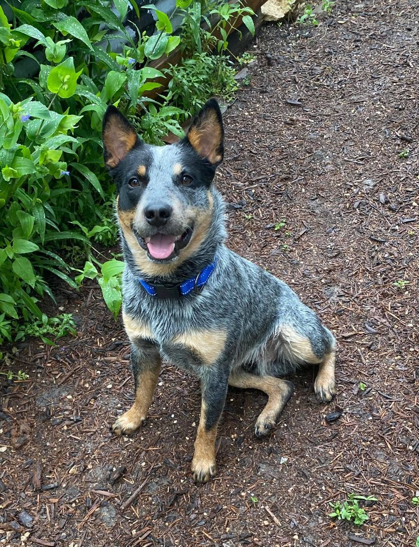 Dog For Adoption - Goose, An Australian Cattle Dog   Blue Heeler In 