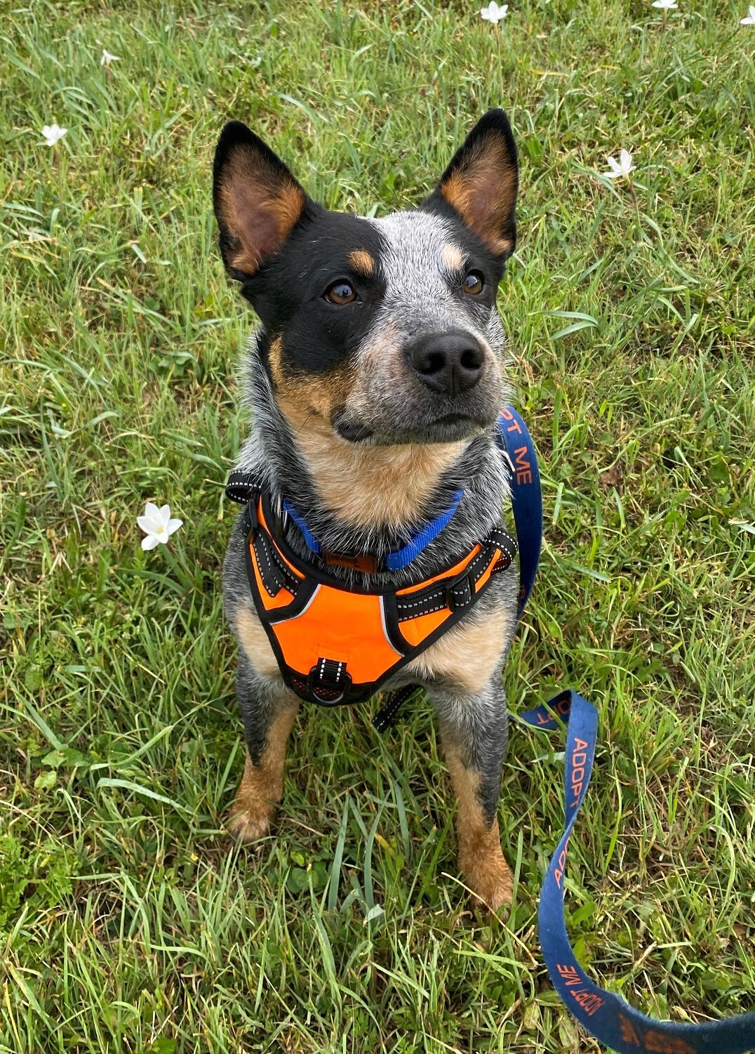 Dog for adoption - Goose, an Australian Cattle Dog / Blue Heeler in ...