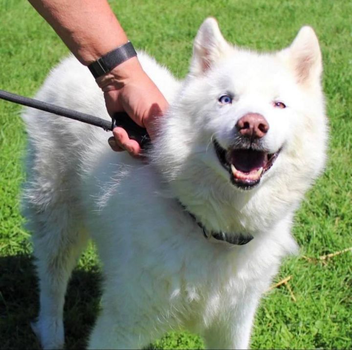 Tonic, an adoptable Husky in Whitewater, WI_image-2