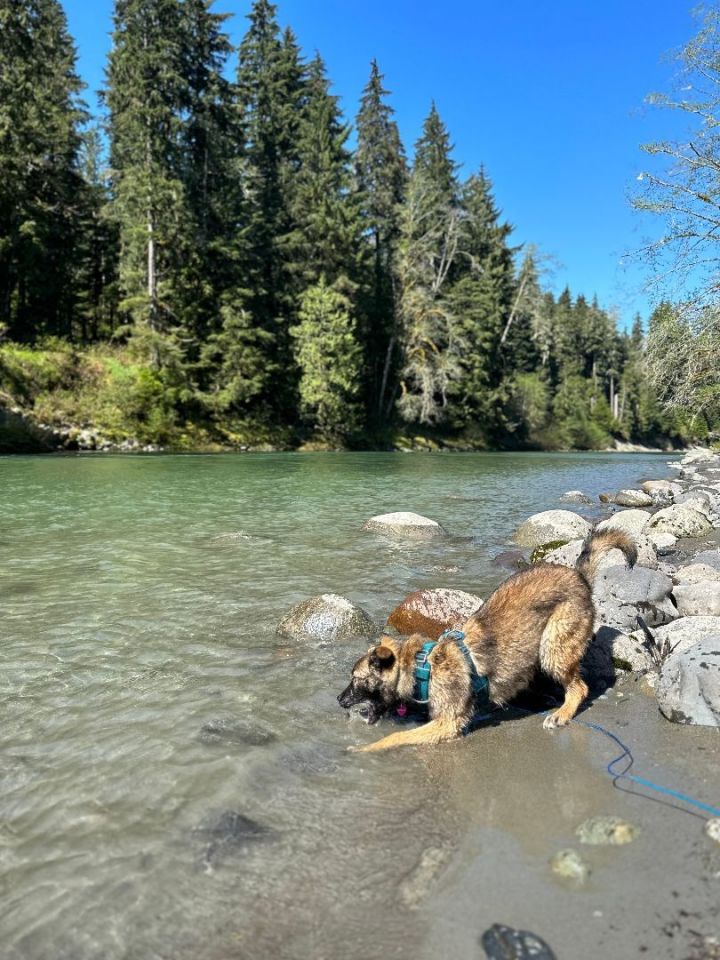 Fresno, an adoptable German Shepherd Dog Mix in Seattle, WA_image-3