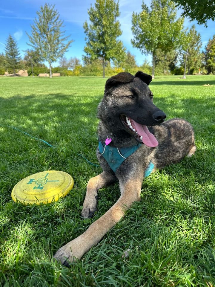 Fresno, an adoptable German Shepherd Dog Mix in Seattle, WA_image-4