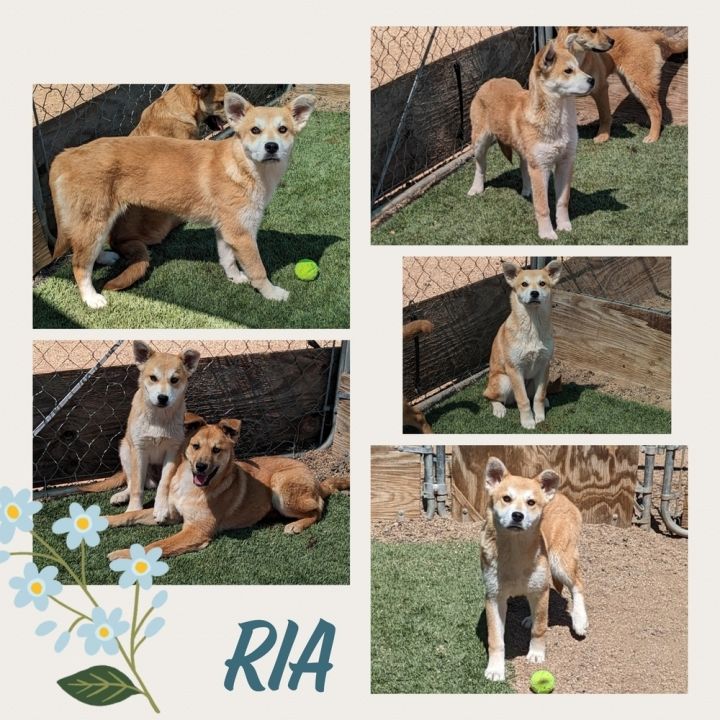 RIA, an adoptable Husky Mix in Mesa, AZ_image-2