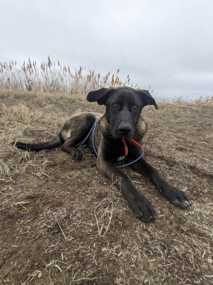 Roadie: RIDGE DOG IN TRAINING, an adopted Mixed Breed in Othello, WA_image-2