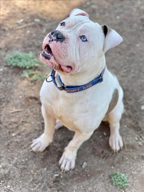 BOWIE, an adoptable American Bulldog in Henderson, NV_image-1