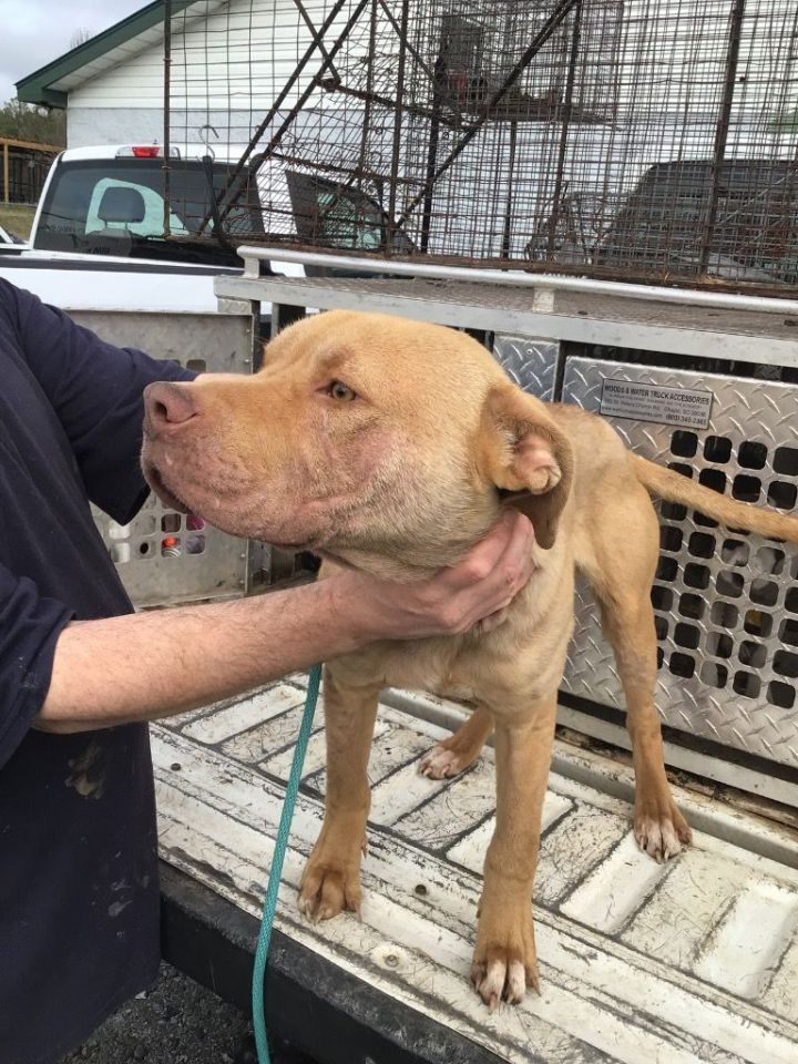 Damson, an adoptable Pit Bull Terrier Mix in Winnsboro, SC_image-2