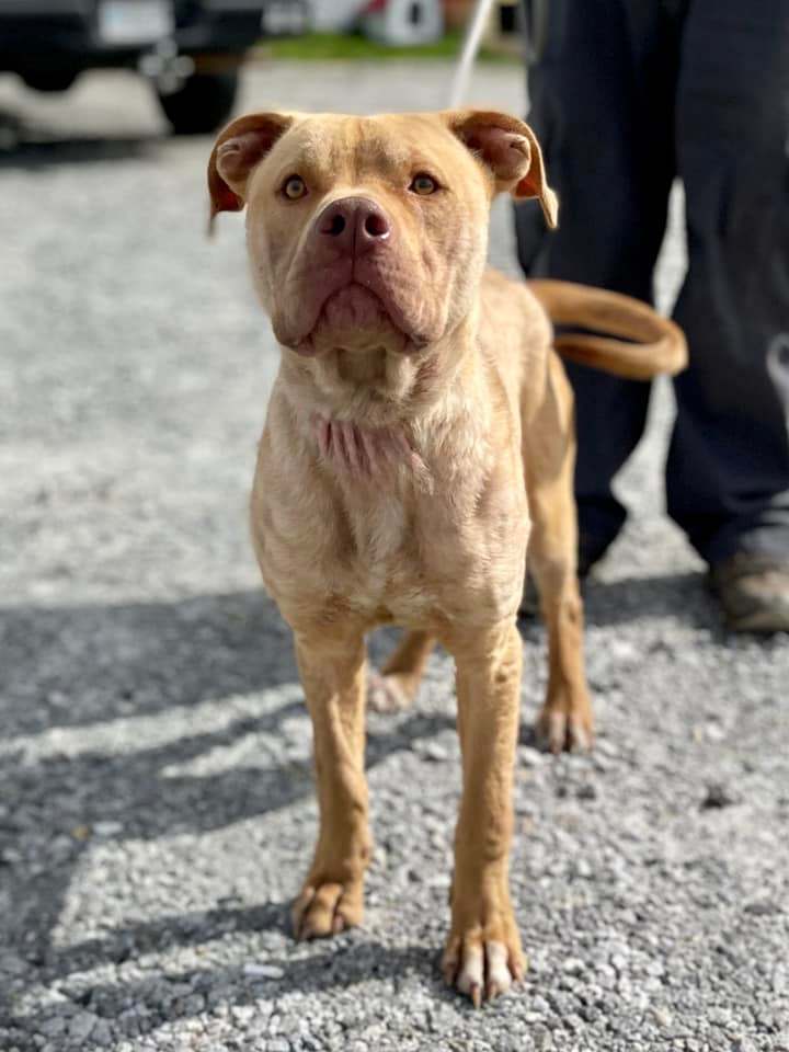 Damson, an adoptable Pit Bull Terrier Mix in Winnsboro, SC_image-5