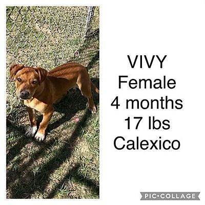 Vivy, an adopted Rhodesian Ridgeback & Bull Terrier Mix in San Diego, CA_image-2