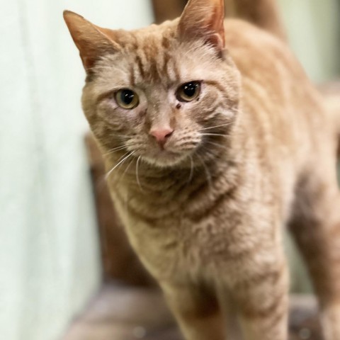 Red, an adoptable American Shorthair in Mount Juliet, TN_image-1