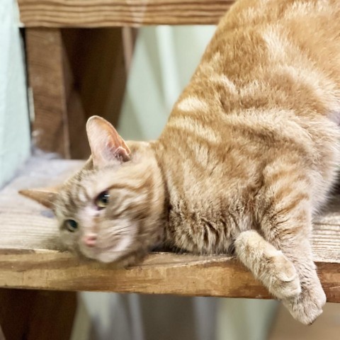 Red, an adoptable American Shorthair in Mount Juliet, TN_image-3