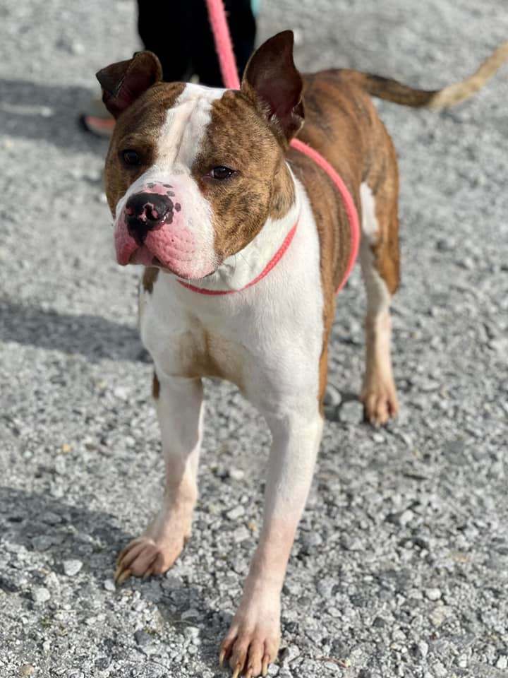 Ace, an adoptable Mixed Breed in Winnsboro, SC_image-3