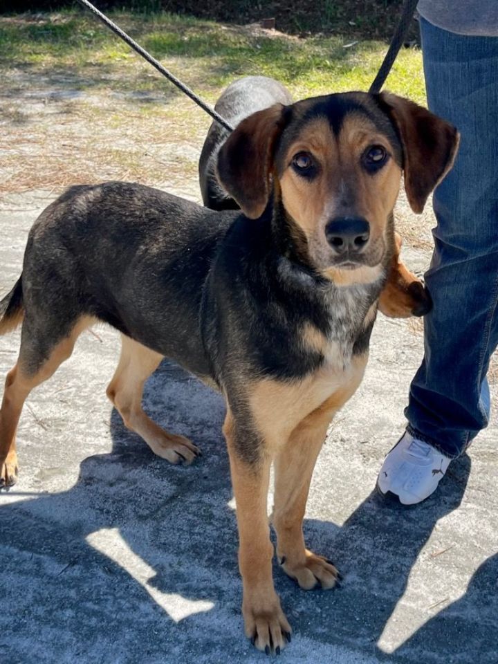 Tanzi, an adoptable Hound in Winnsboro, SC_image-2