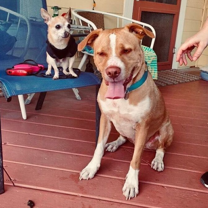 Bruno, an adoptable Terrier & Retriever Mix in Alexandria, VA_image-1