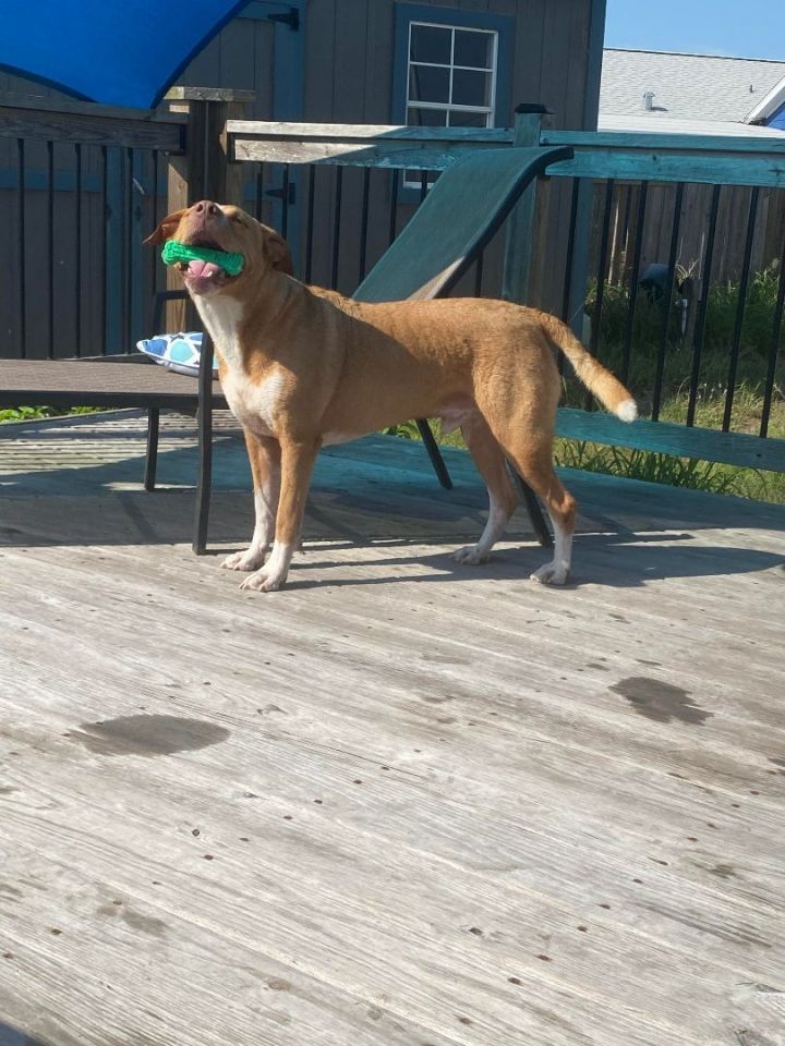 Bruno, an adoptable Terrier & Retriever Mix in Alexandria, VA_image-3