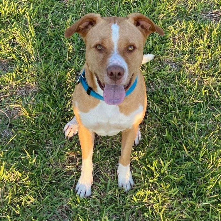 Bruno, an adoptable Terrier & Retriever Mix in Kennewick, WA_image-2